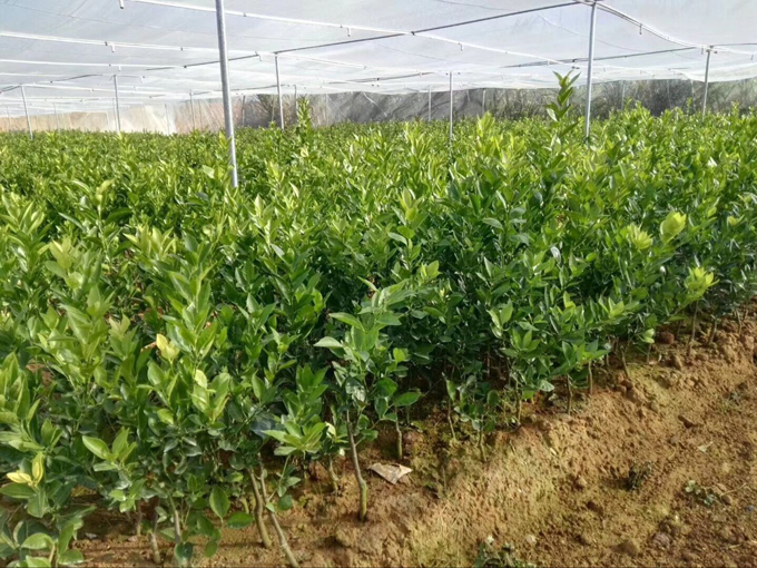 臍橙防蟲網取景景現場